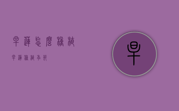 旱莲怎么种植（旱莲种植季节）