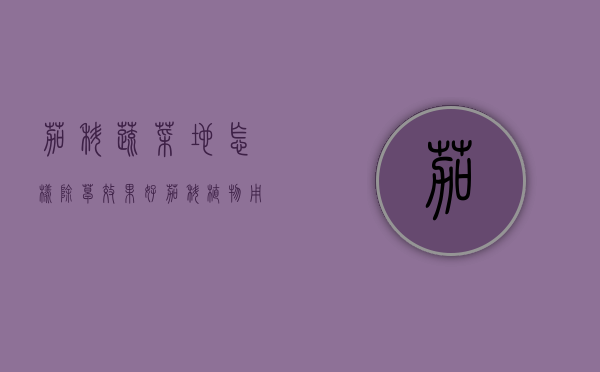 茄科蔬菜地怎样除草效果好（茄科植物用什么除草剂）