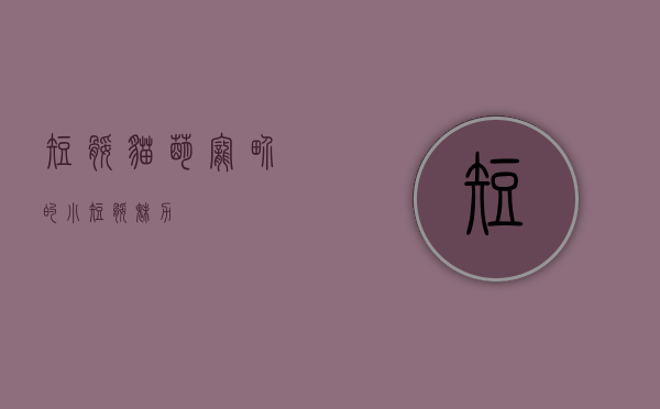 短腿猫，萌宠界的小短腿魅力