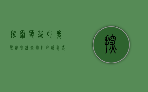 探索海葵的美丽世界，海葵图片的视觉盛宴