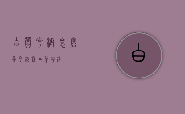 白兰花树怎么养（怎样种白兰花树）