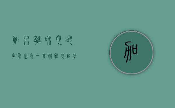 加菲猫和它的多彩世界，一只懒猫的哲学与生活艺术
