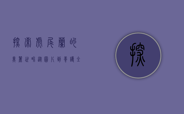 探索虎尾兰的美丽世界，从图片到养护全解析