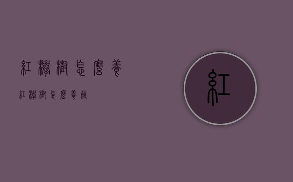 红榉树怎么养（红榉树怎么养殖）