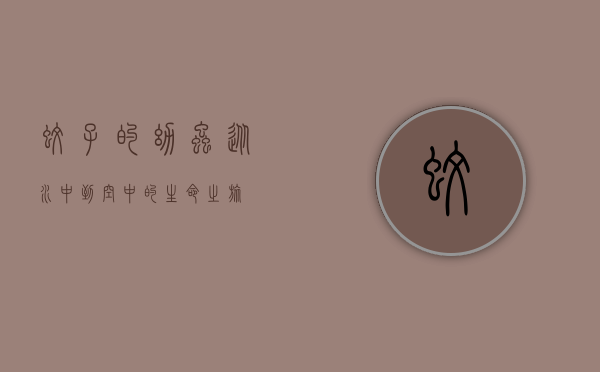 蚊子的幼虫，从水中到空中的生命之旅