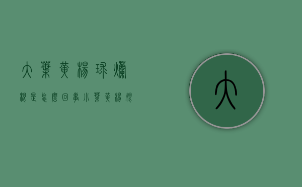 大叶黄杨球烂根是怎么回事（小叶黄杨根部腐烂）
