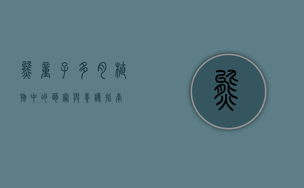 熊童子，多肉植物中的萌宠与养护指南