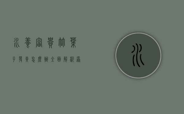 水养富贵竹叶子发黄怎么办？全面解析原因与解决方法