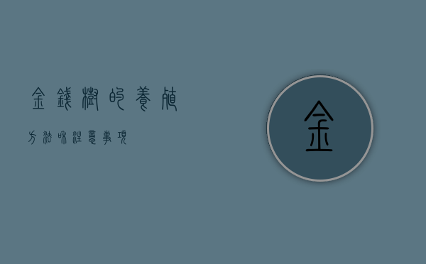 金钱树的养殖方法和注意事项