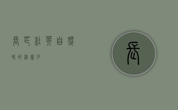 长芒杜英，自然界的绿宝石