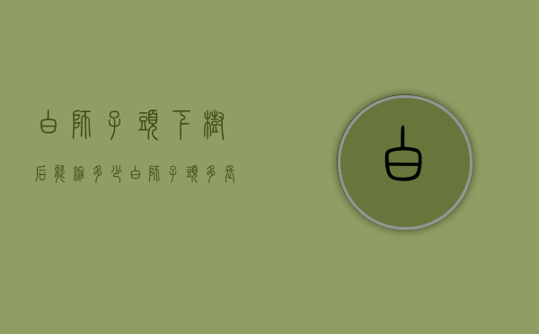 白狮子头下树后能缩多少（白狮子头多长时间能变红）