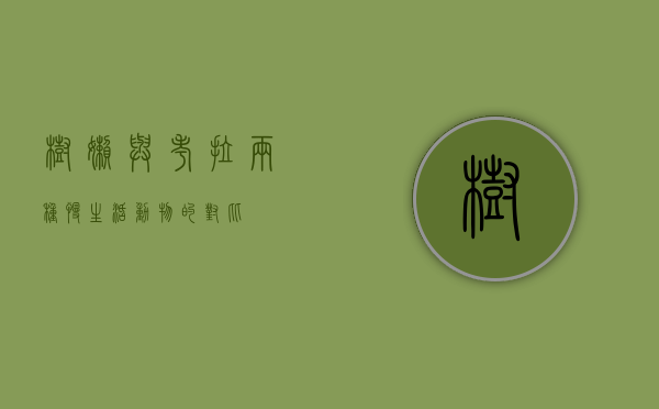 树懒与考拉，两种慢生活动物的对比