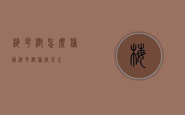 梅花树怎么种植（梅花树种植风水）
