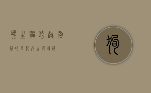 狗生猫，跨越物种的奇妙共生与友谊