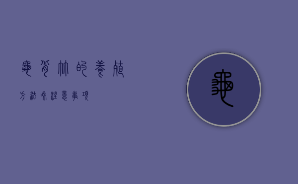 龟背竹的养殖方法和注意事项
