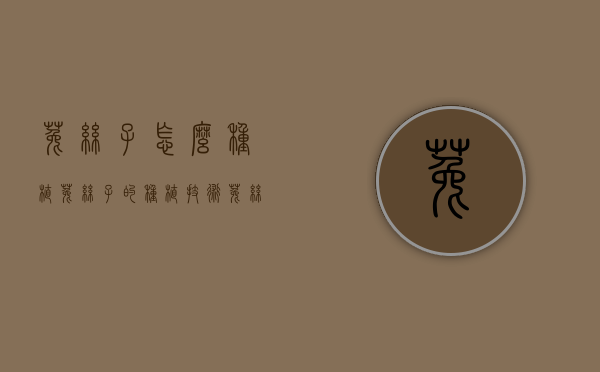 菟丝子怎么种植，菟丝子的种植技术（菟丝子种子功效与作用）
