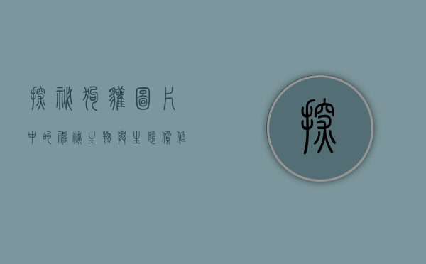 探秘狗獾，图片中的神秘生物与生态价值