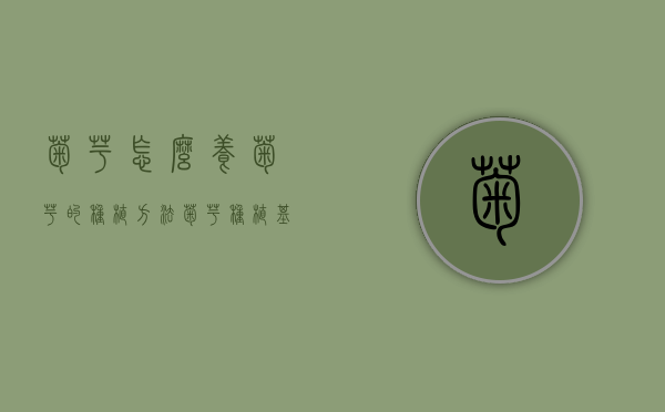 菊芋怎么养（菊芋的种植方法）（菊芋种植基地图片）