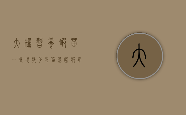 大棚暂养虾苗一亩地放多少苗（基围虾养殖一亩放多少虾苗）