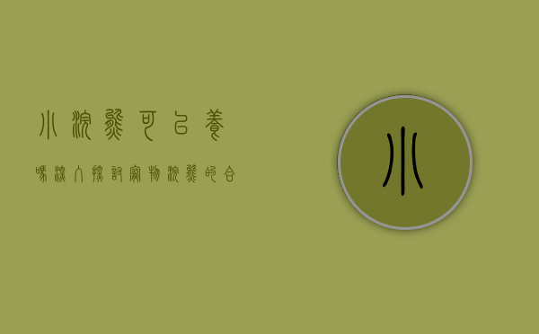 小浣熊可以养吗？深入探讨宠物浣熊的合法性与适宜性