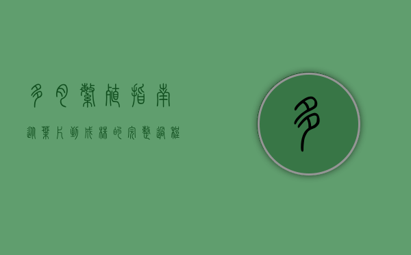 多肉繁殖指南,从叶片到成株的完整过程 多肉繁殖指南,从叶片到成株的完整过程