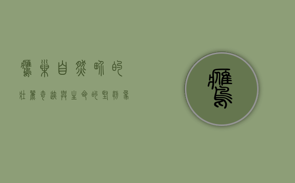 鹰巢，自然界的壮丽奇迹与生命的坚韧象征