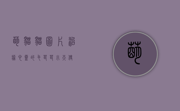 萌猫猫图片，治愈心灵的毛茸茸小天使