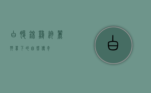 白腹锦鸡，绚丽羽翼下的自然传奇