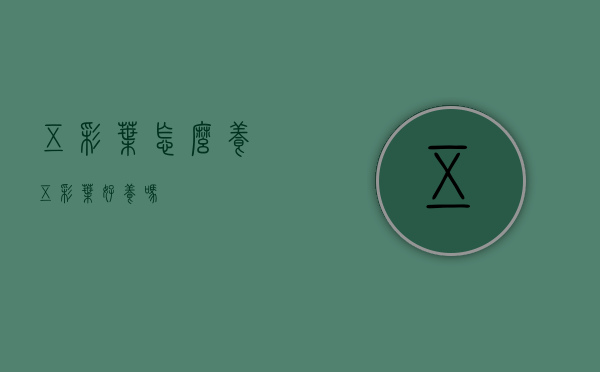 五彩叶怎么养（五彩叶好养吗）