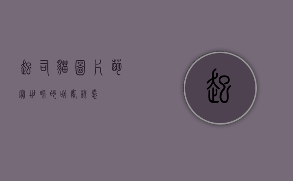 起司猫图片，萌宠世界的甜蜜诱惑