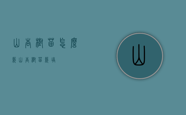 山杏树苗怎么栽（山杏树苗栽培）