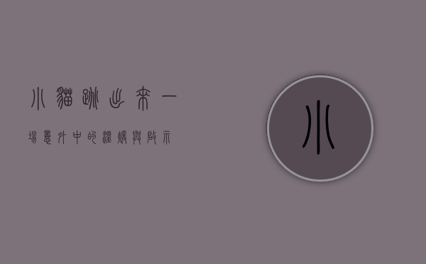 小猫跳出来，一场意外中的温暖与启示
