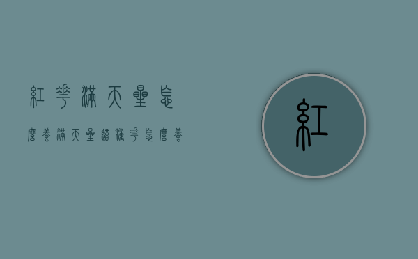 红花满天星怎么养（满天星这种花怎么养）