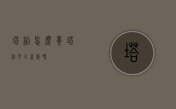 塔柏怎么养（塔柏可以盆栽吗）
