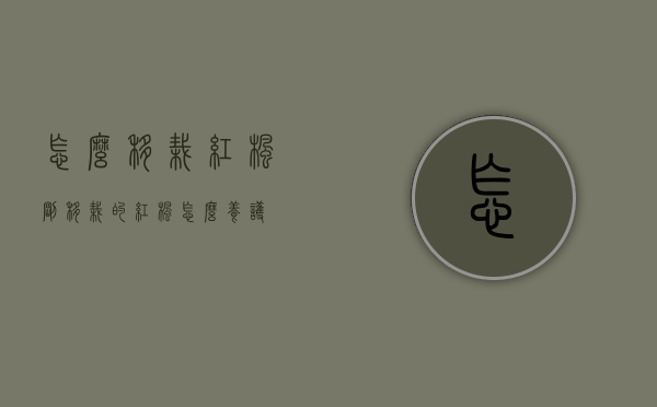怎么移栽红枫（刚移栽的红枫怎么养护）