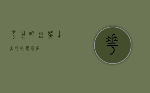 花世界，自然之美的微观宇宙