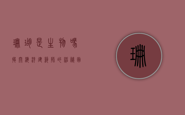 珊瑚是生物吗？揭开海洋建筑师的神秘面纱