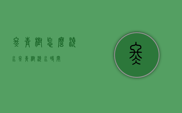 冬青树怎么浇水（冬青树浇水时间）