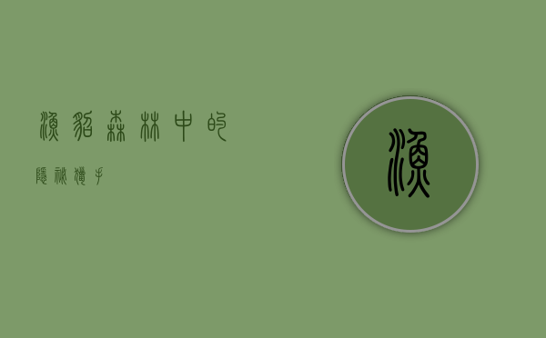 渔貂，森林中的隐秘猎手