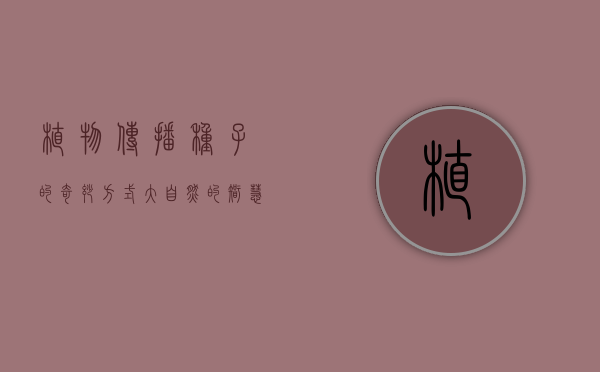 植物传播种子的奇妙方式，大自然的智慧与多样性
