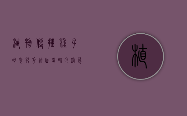 植物传播种子的奇妙方法，自然界的智慧与策略