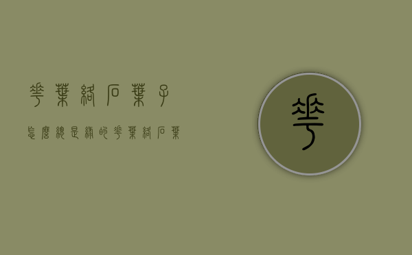花叶络石叶子怎么总是绿的（花叶络石叶子变绿了怎么办）