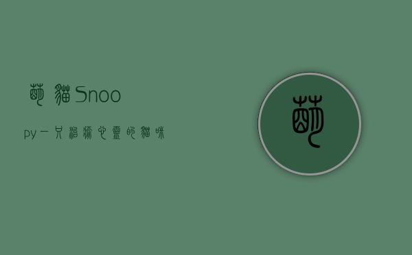 萌猫Snoopy，一只治愈心灵的猫咪传奇