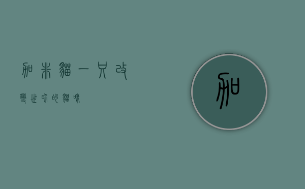 加非猫，一只改变世界的猫咪