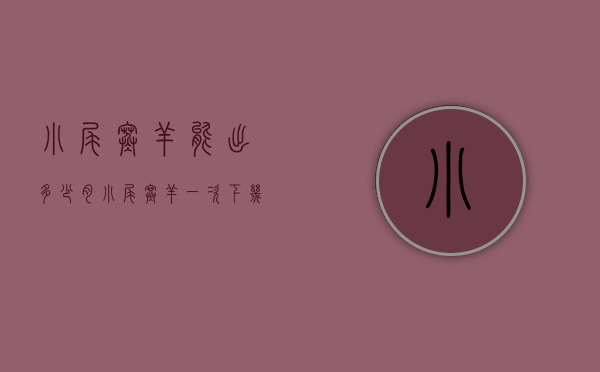 小尾寒羊能出多少肉（小尾寒羊一次下几只）