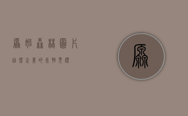 原始森林图片，自然之美的永恒见证