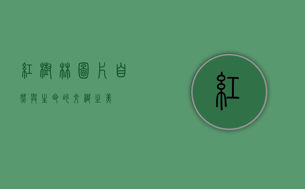 红树林图片，自然与生命的交织之美