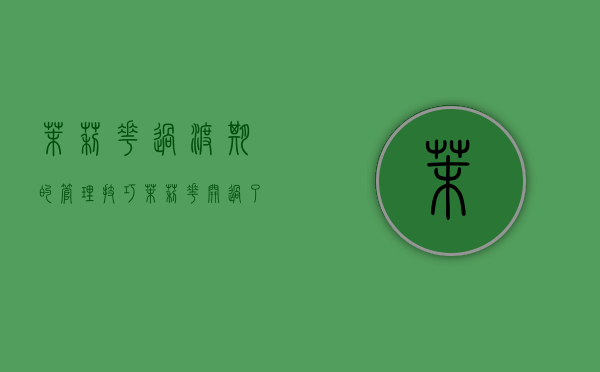 茉莉花过渡期的管理技巧（茉莉花开过了怎么修剪）
