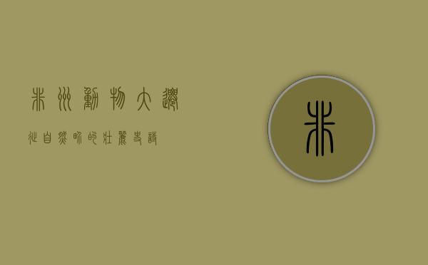 非洲动物大迁徙，自然界的壮丽史诗