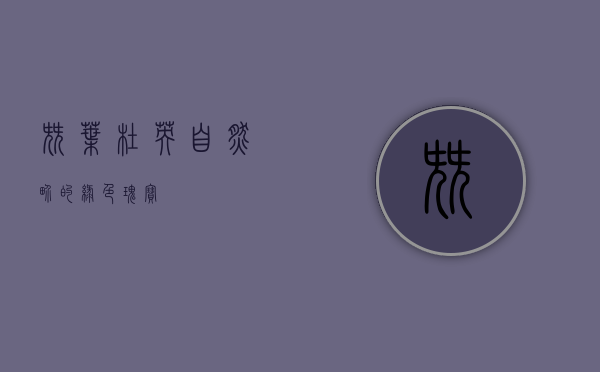 尖叶杜英，自然界的绿色瑰宝